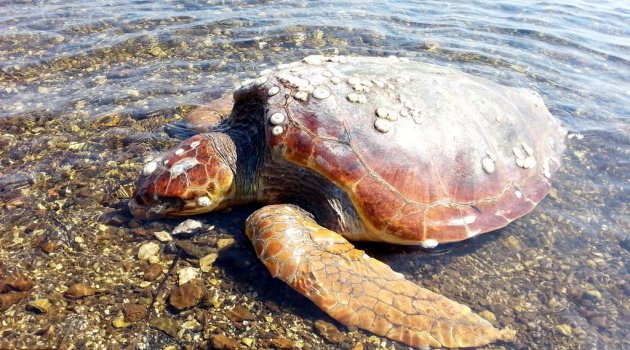 Aliağa'da ölü Caretta bulundu…