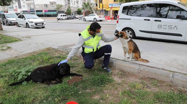 Bayraklı Belediyesi’nden can dostlara su ve mama