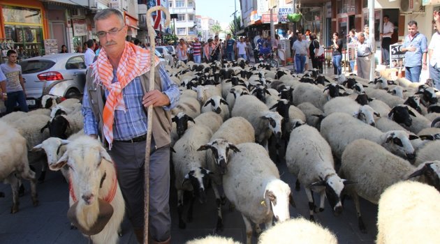 Çobanın bayramı Seferihisar'da kutlanacak