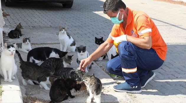 Gaziemir’de 5 bin 304 hayvana şefkat eli uzandı