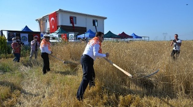 Karakılçık buğday hasadı Menemen’de gerçekleştirildi