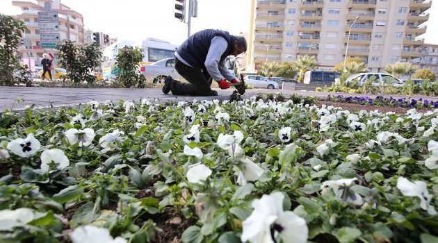 Karşıyaka’ya 200 bin kış çiçeği…