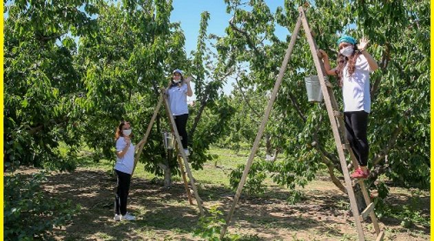 Kemalpaşa’da kiraz hasadı devam ediyor