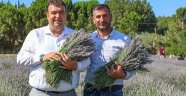 Lavanta Hasat Şenliği için geri sayım başladı