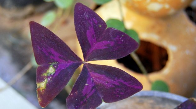 Uyku Çiçeği (Oxalis)